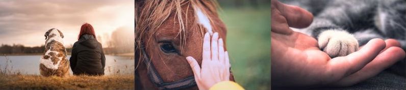 Energiearbeit für Tiere